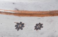 A Group of Four English Silver-Plate Table Articles