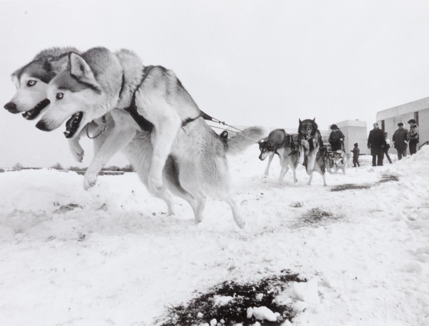 A Group of Eleven Photographs depicting Alaskan Dog Sledding Largest: 10 3/4 x 13 3/4 inches.