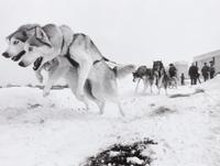 A Group of Eleven Photographs depicting Alaskan Dog Sledding Largest: 10 3/4 x 13 3/4 inches.