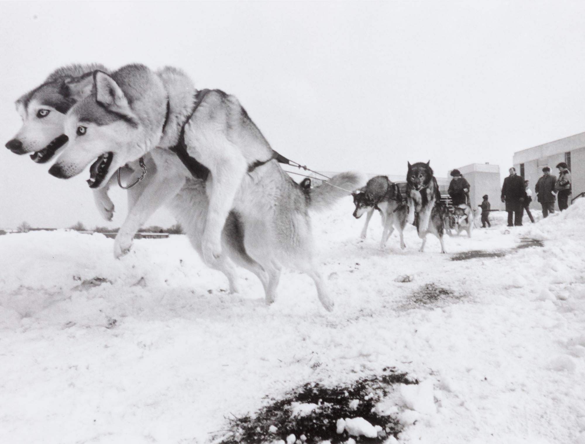 A Group of Eleven Photographs depicting Alaskan Dog Sledding Largest: 10 3/4 x 13 3/4 inches.