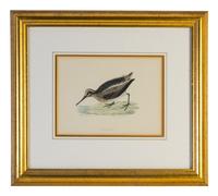A Group of Twelve Framed Ornithological Prints