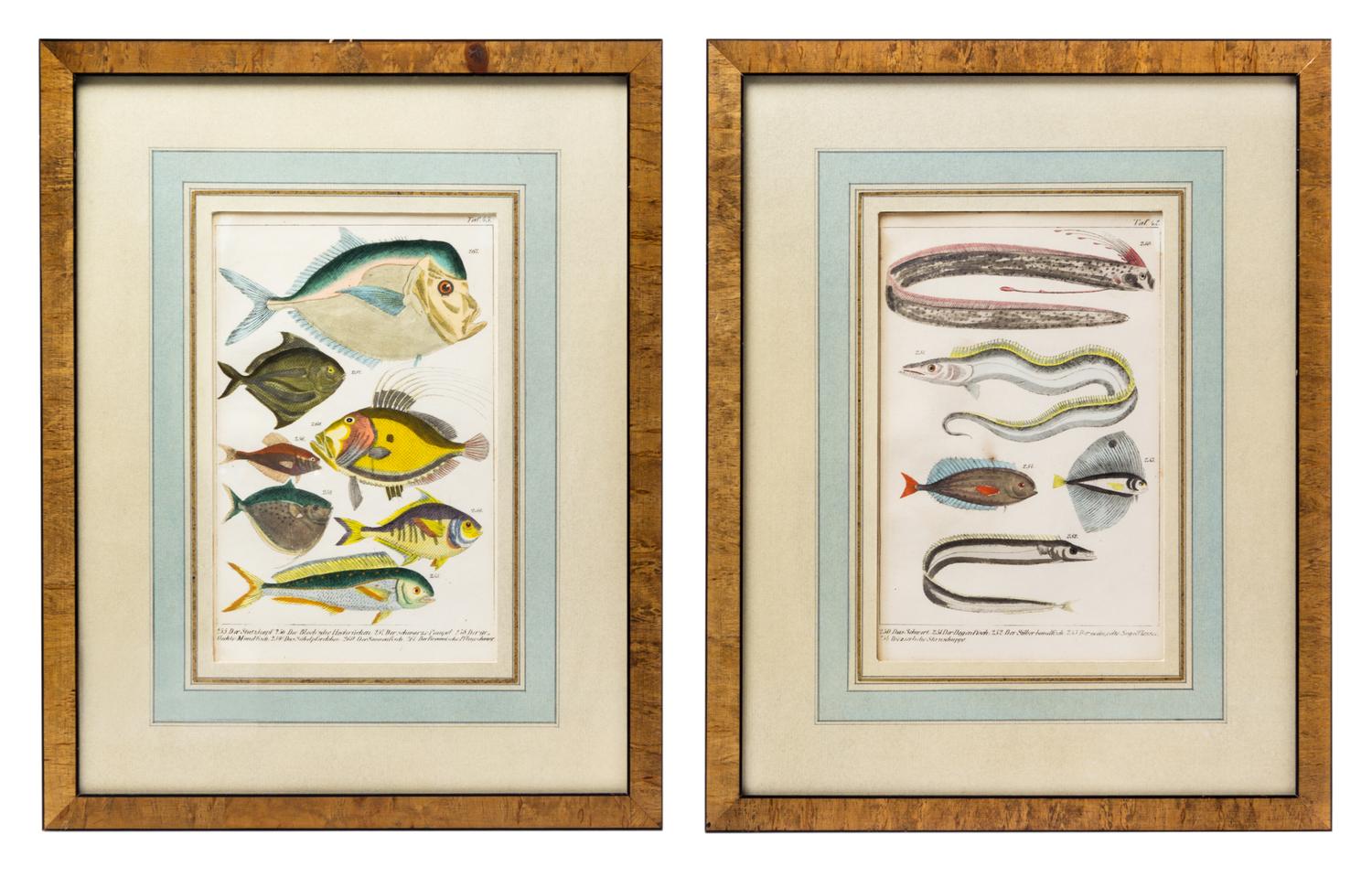 A Set of Four German Hand Colored Engravings of Fish, 19TH CENTURY,