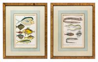 A Set of Four German Hand Colored Engravings of Fish, 19TH CENTURY,