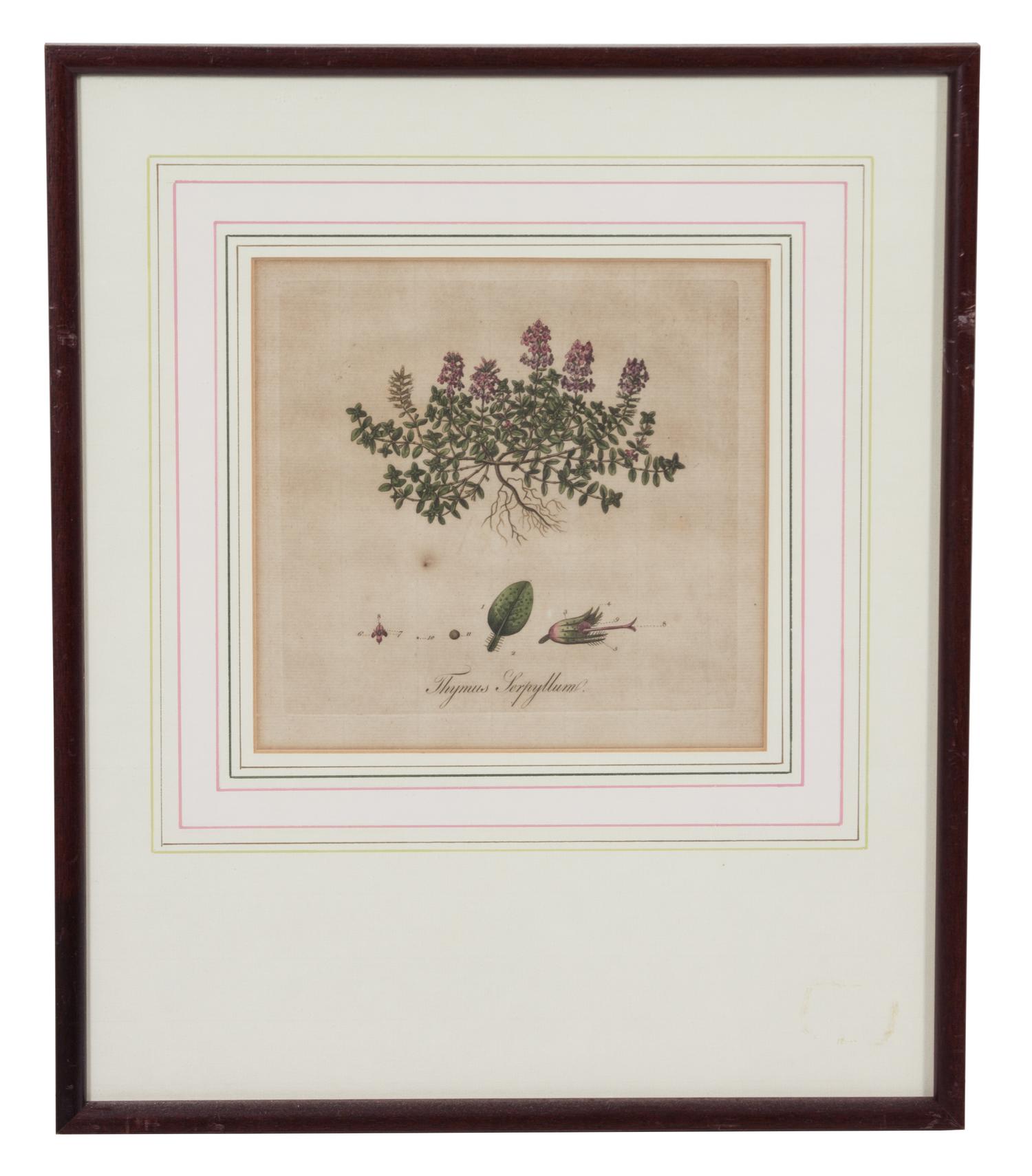A Collection of Twelve Botanical Engravings Largest framed dimensions 27 x 9 inches. — 19TH/20TH CENTURY