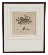 A Collection of Twelve Botanical Engravings Largest framed dimensions 27 x 9 inches. — 19TH/20TH CENTURY
