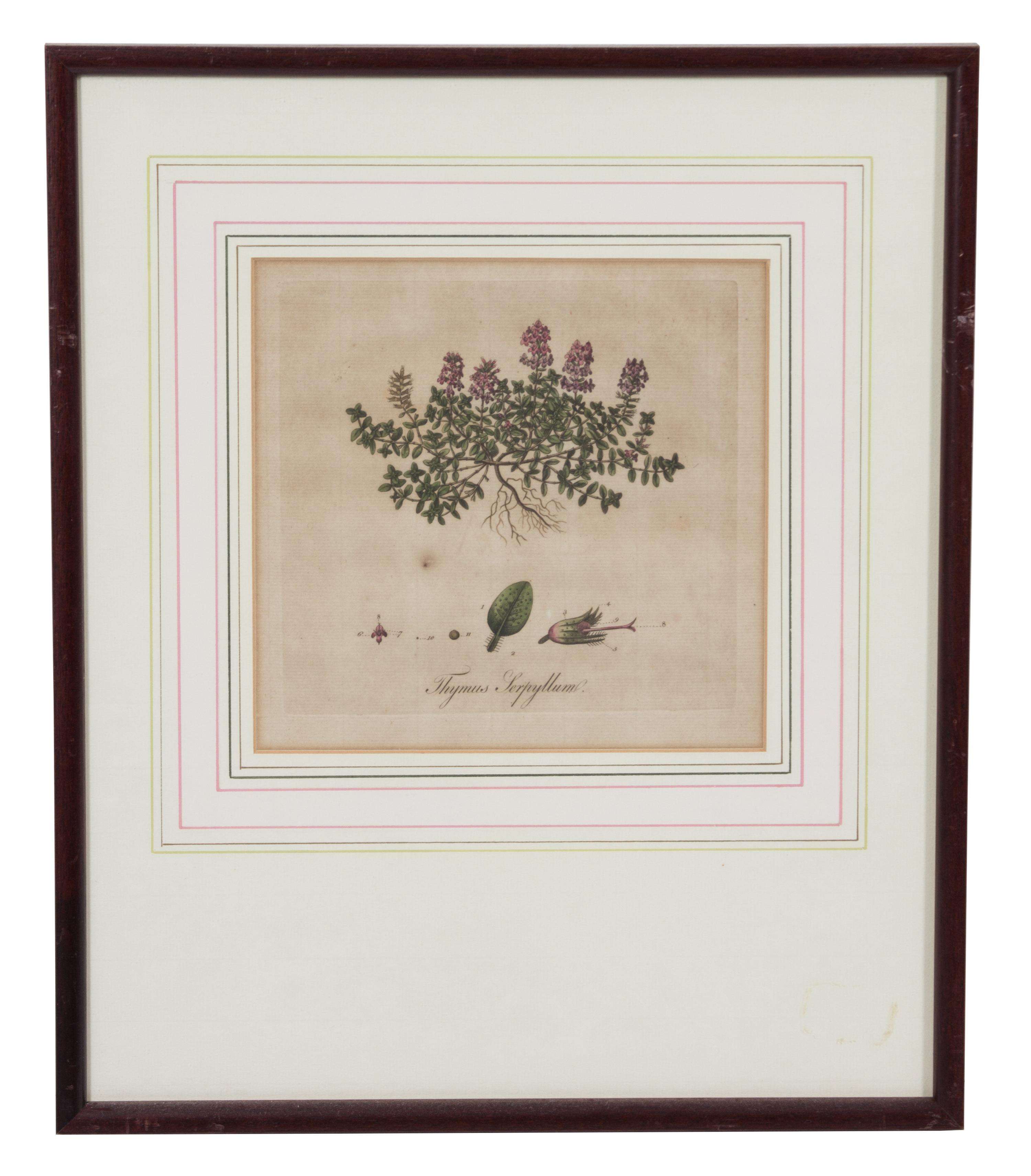 A Collection of Twelve Botanical Engravings Largest framed dimensions 27 x 9 inches. — 19TH/20TH CENTURY