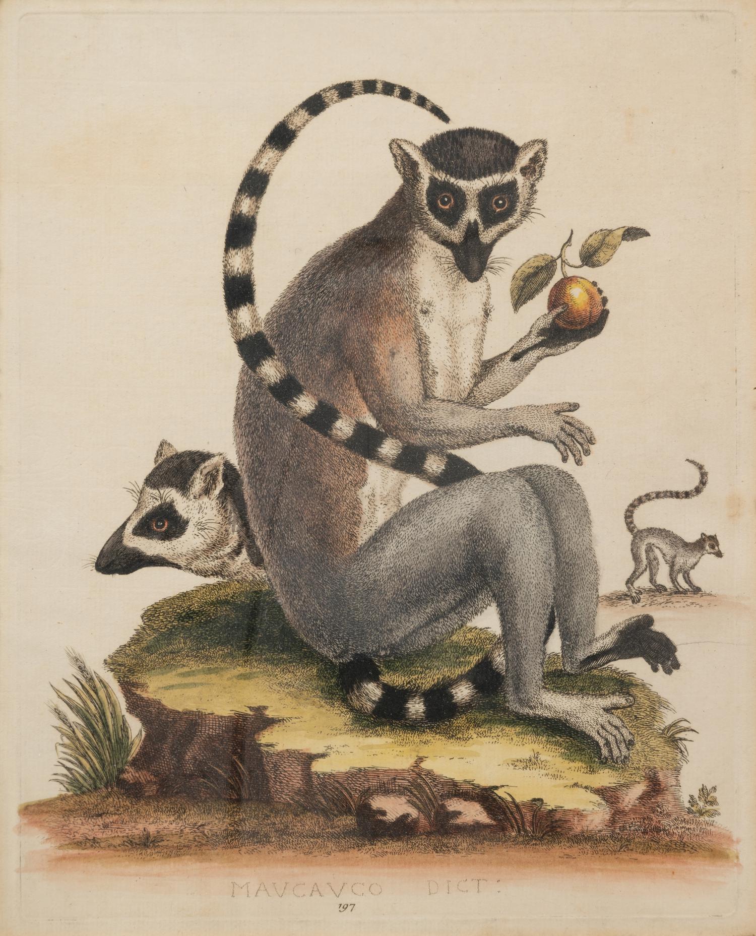 A Group of Six Continental Engravings Depicting Primates (Second Half 19th Century)