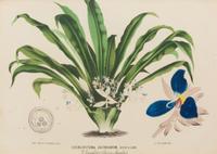 A Set of Five Botanical Lithographs