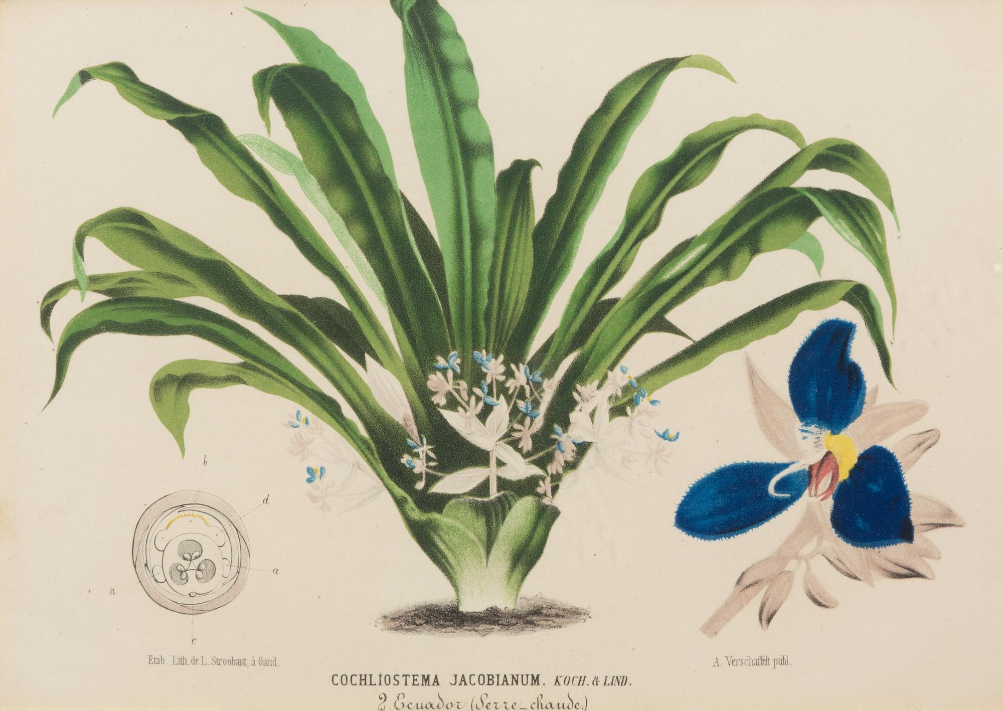 A Set of Five Botanical Lithographs