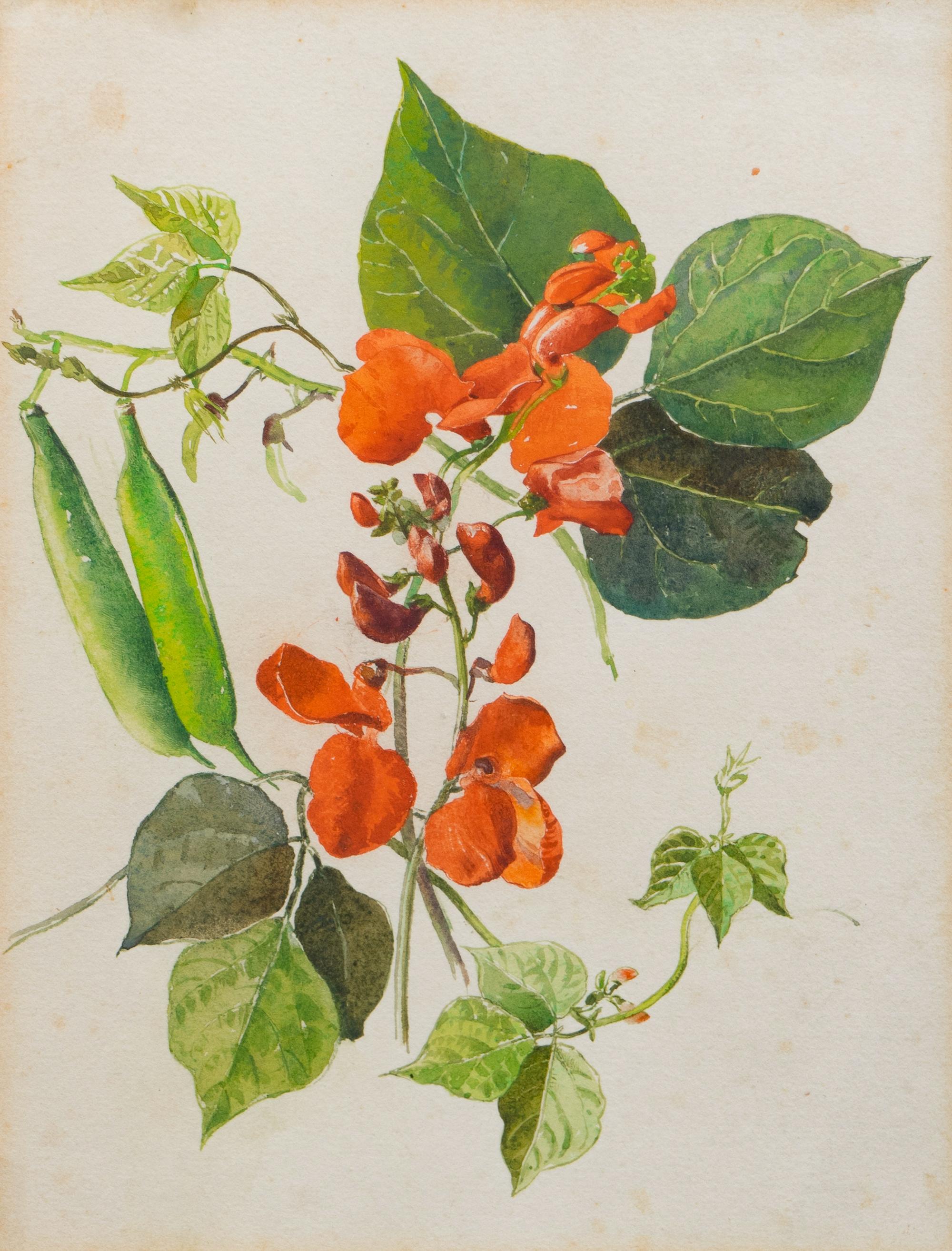 English School Double Blossomed Pomegranate and Sweet Peas watercolor Each 9 x 6 3/4 inches.