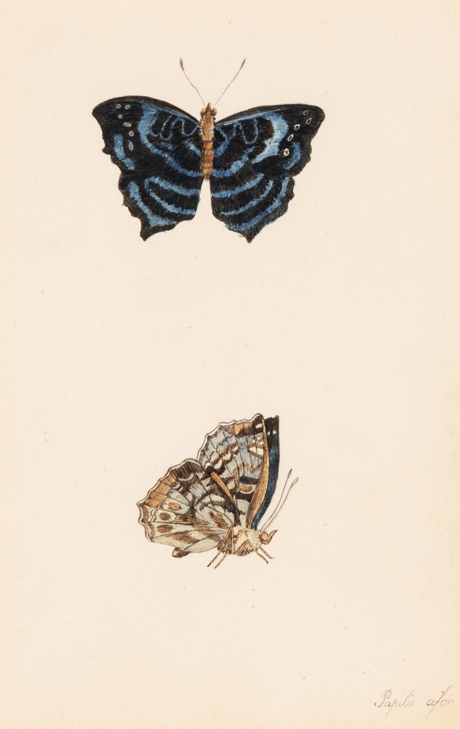 A Collection of Nine Framed Watercolors of Butterflies