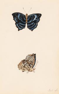A Collection of Nine Framed Watercolors of Butterflies