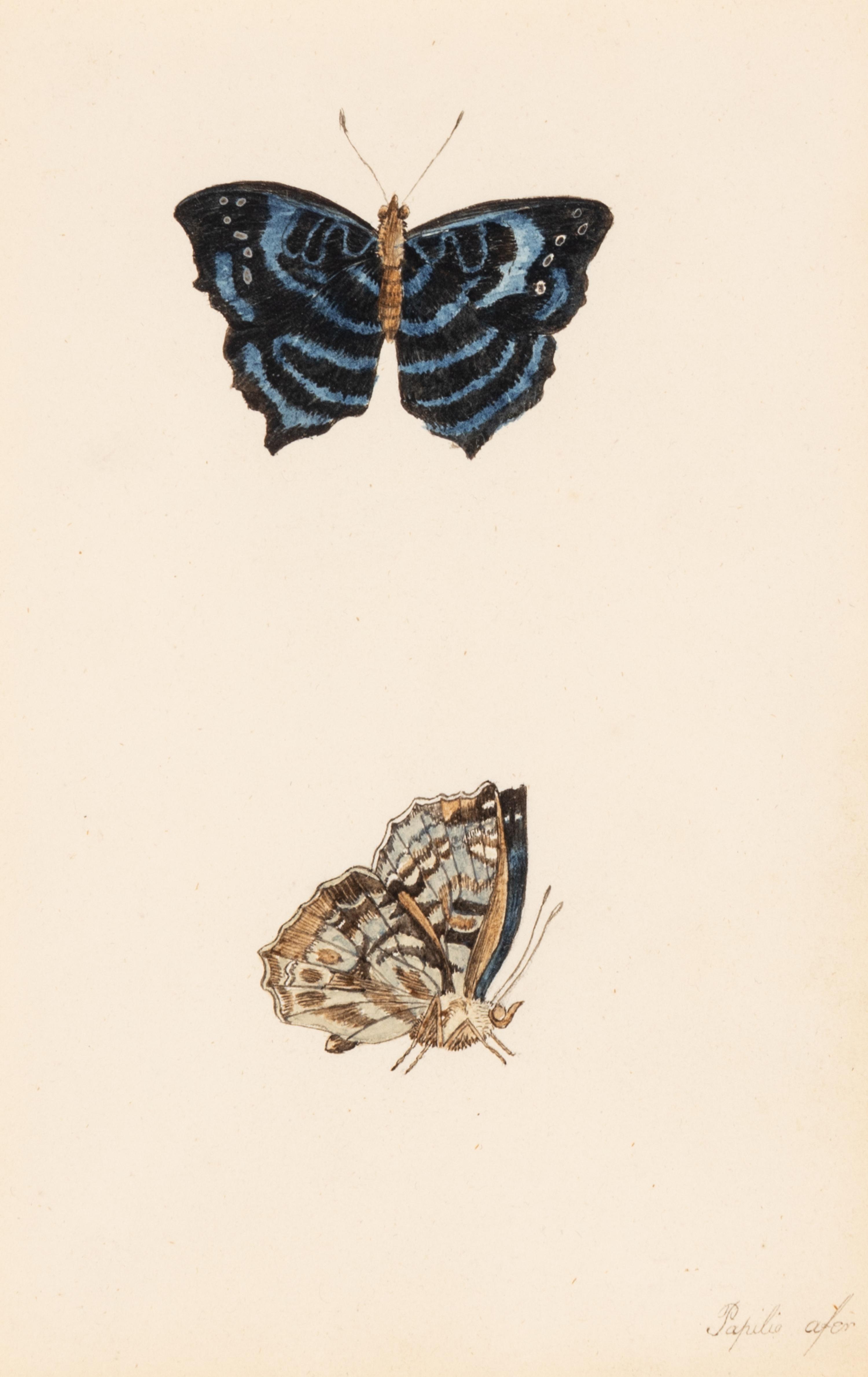 A Collection of Nine Framed Watercolors of Butterflies