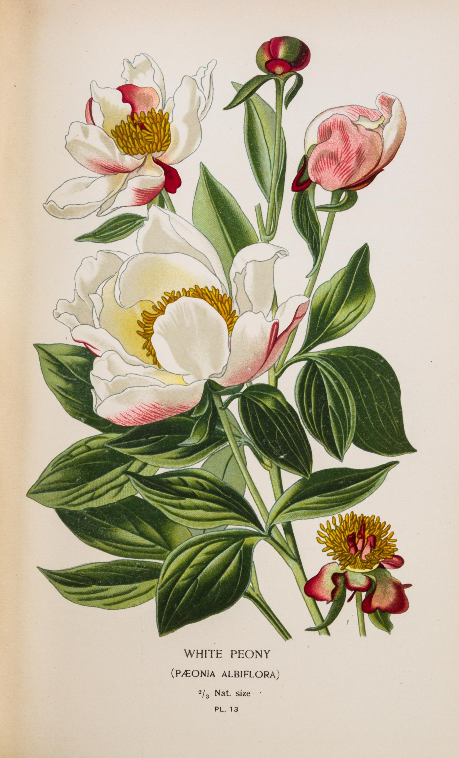 (BOTANY) STEP, EDWARD. Favourite Flowers of Garden and Greenhouse. London and New York, 1896. 4 vols.