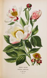 (BOTANY) STEP, EDWARD. Favourite Flowers of Garden and Greenhouse. London and New York, 1896. 4 vols.