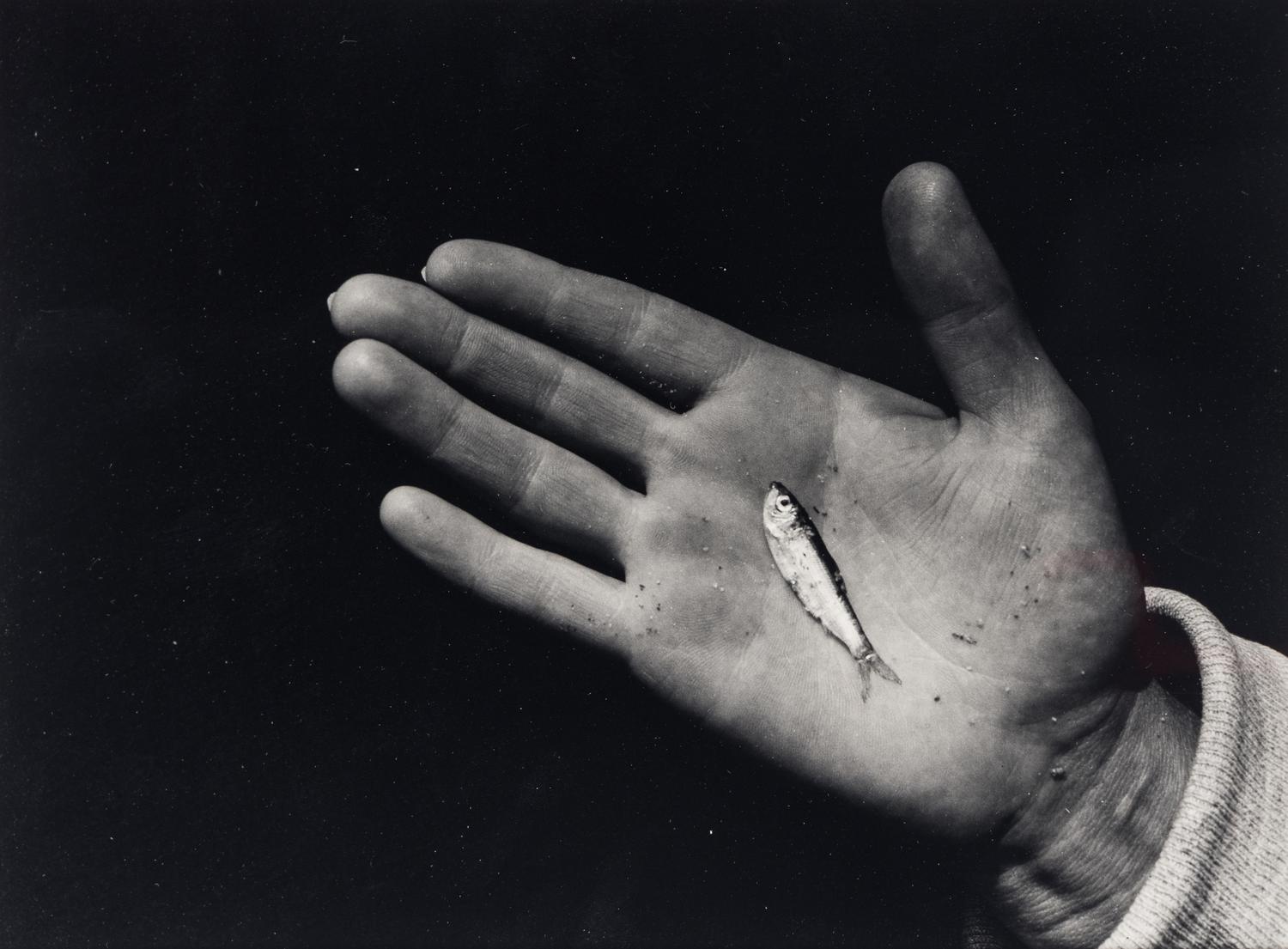 Martha's Vineyard (Hand with Minnow)