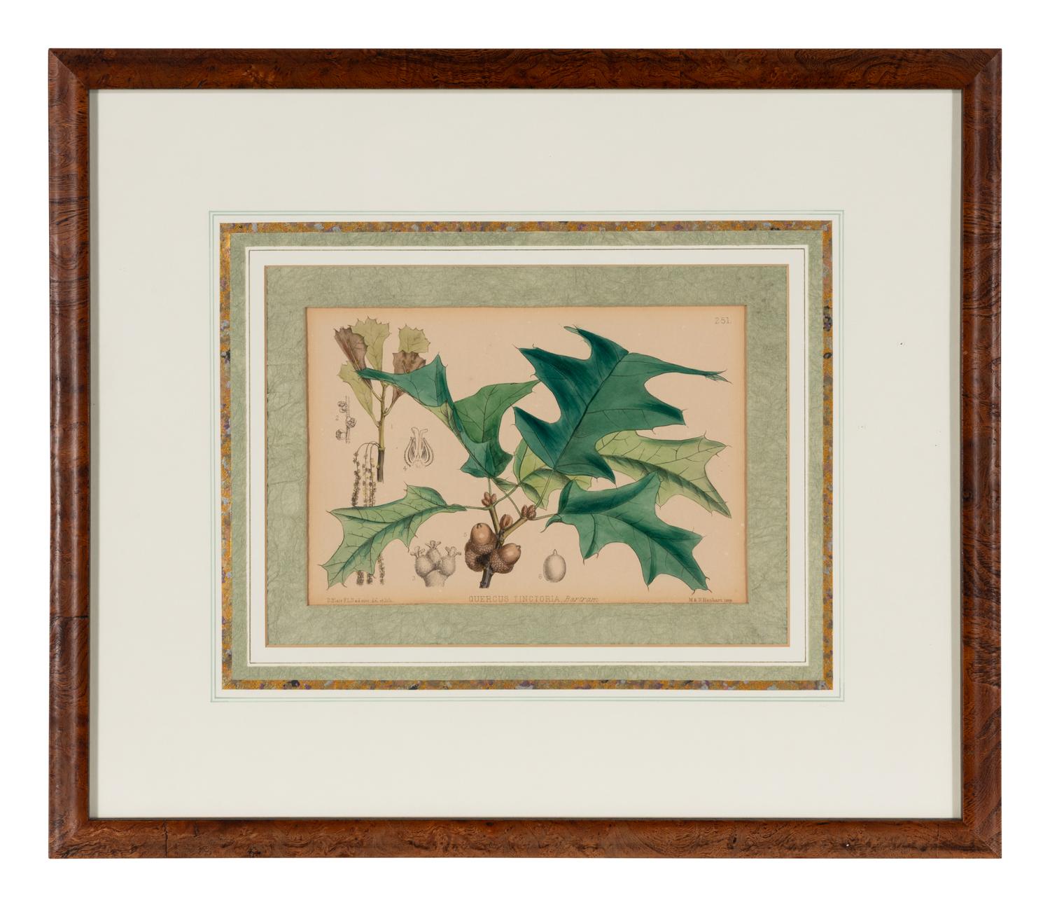 A Set of Eleven Illustrations from Medicinal Plants by Robert Bentley and Henry Trimen