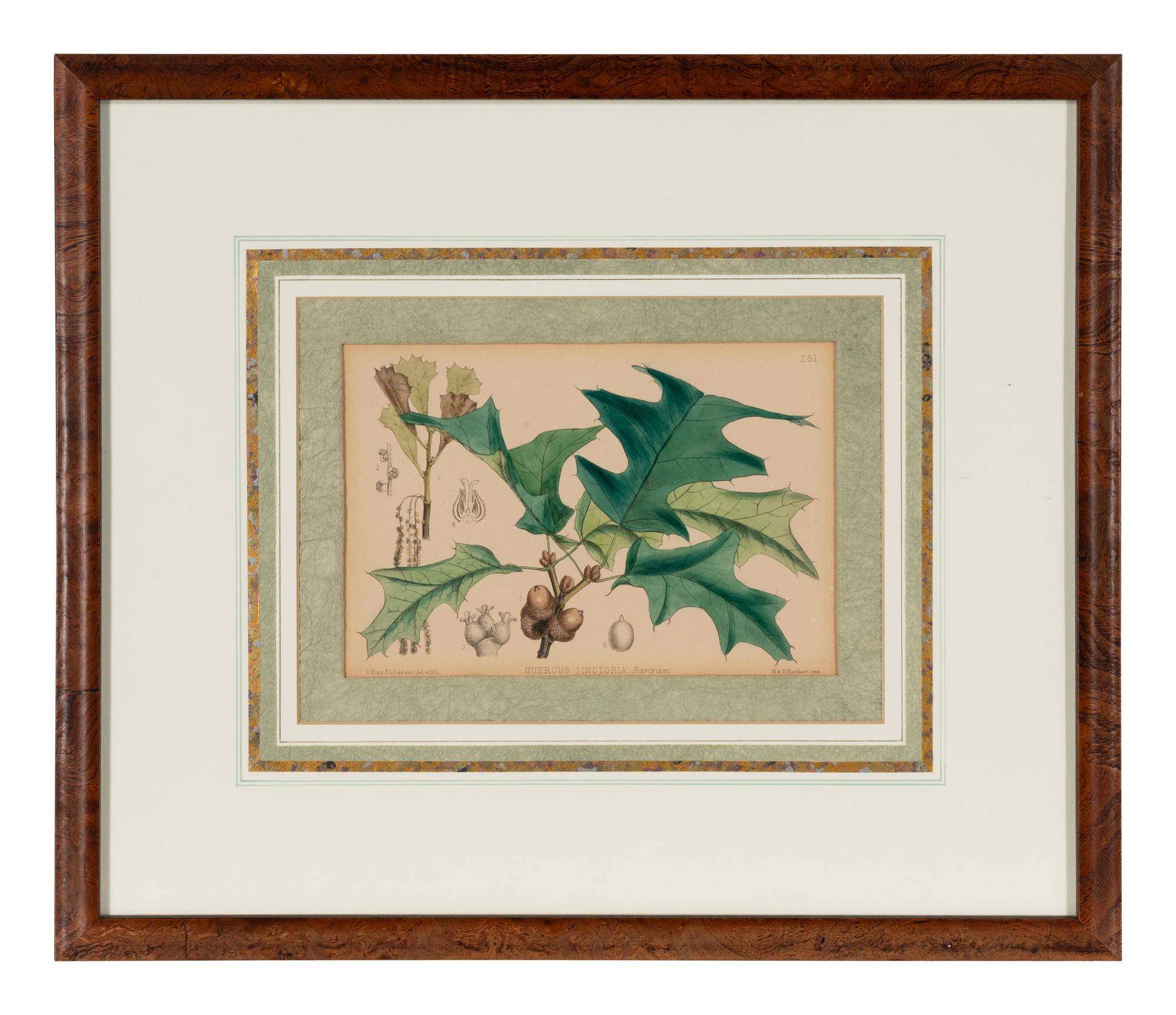 A Set of Eleven Illustrations from Medicinal Plants by Robert Bentley and Henry Trimen