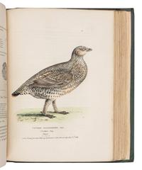 RICHARDSON, John (1787-1865) & William SWAINSON (1789-1855). Fauna Boreali-Americana; or the Zoology of the Northern Parts of British America...Part First, containing the Quadrupeds. -- Fauna Boreali-Americana; or the Zoology of the Northern Parts of British America...Part Second, the Birds . London: John Murray, 1829, 1831.