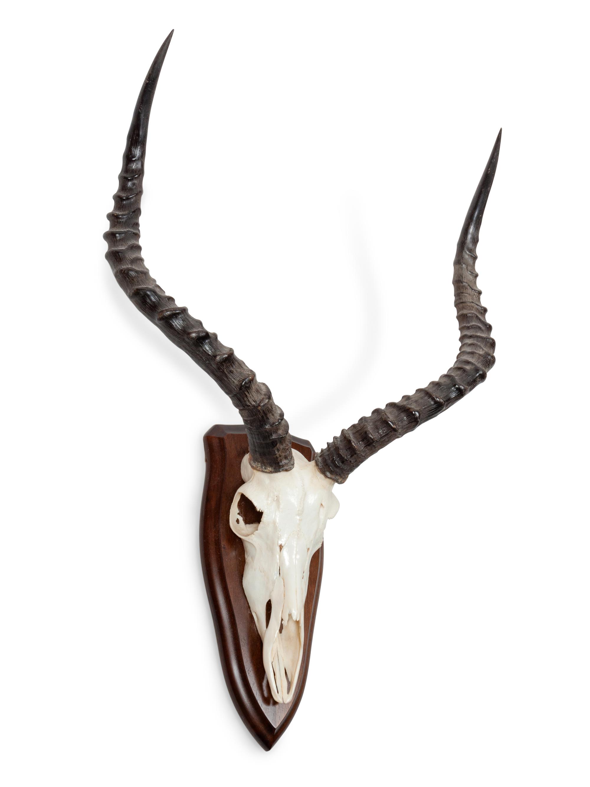 Red Lechwe Antelope Antler Mount