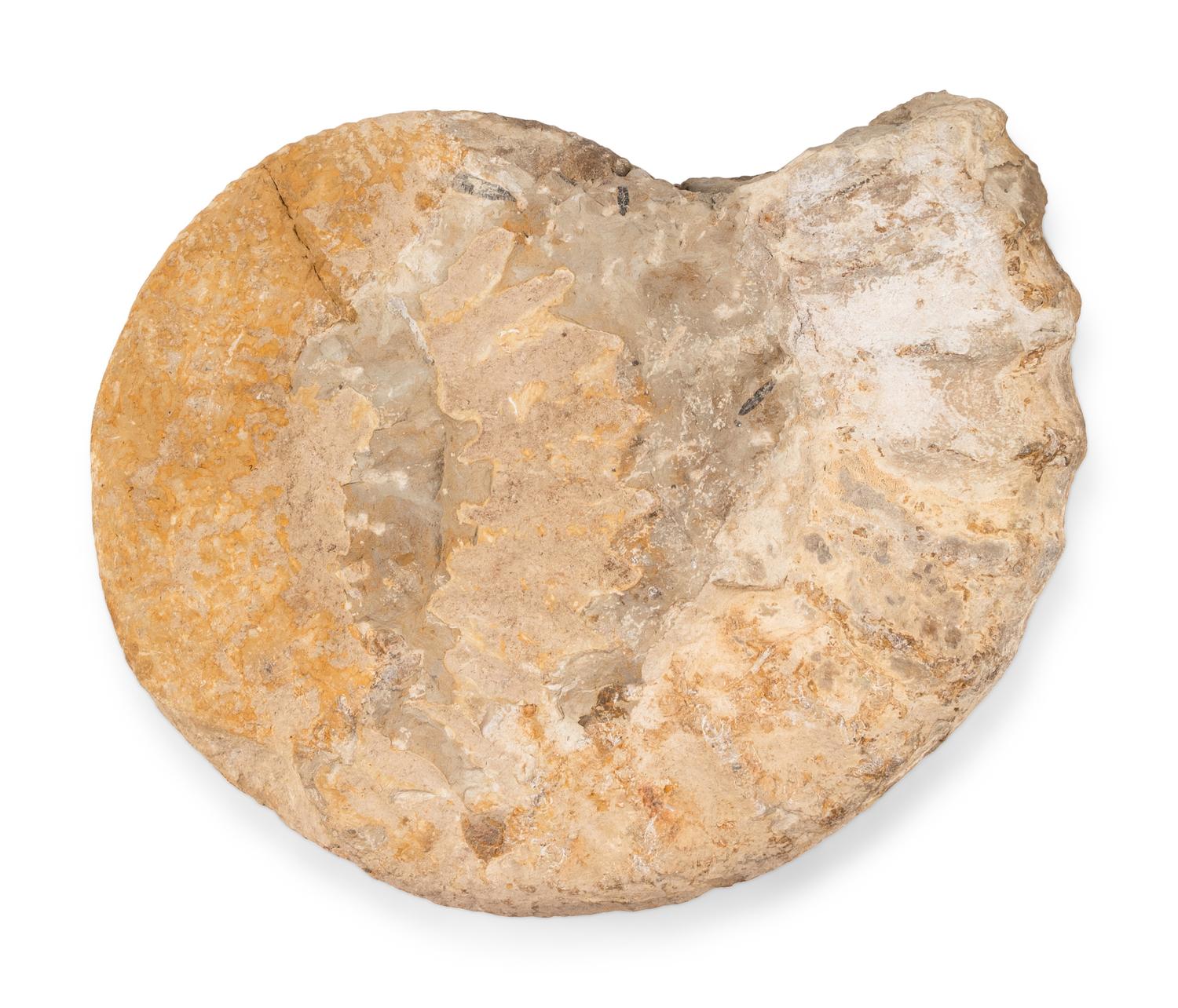 An Ammonite Fossil