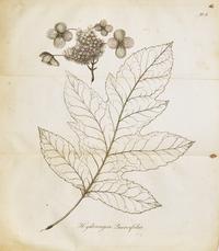 Bartram, William. Travels through North and South Carolina, Georgia, East and West Florida, the Cherokee Country, the Extensive Territories of the Muscogulges or Creek Confederacy, and the Country of the Chactaws ...