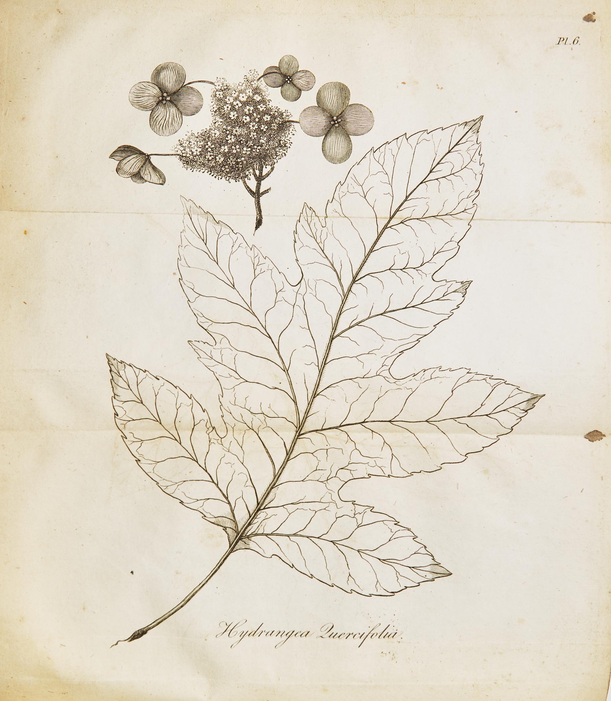 Bartram, William. Travels through North and South Carolina, Georgia, East and West Florida, the Cherokee Country, the Extensive Territories of the Muscogulges or Creek Confederacy, and the Country of the Chactaws ...