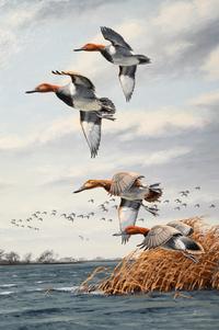 Untitled ( Redheads in Marsh)
