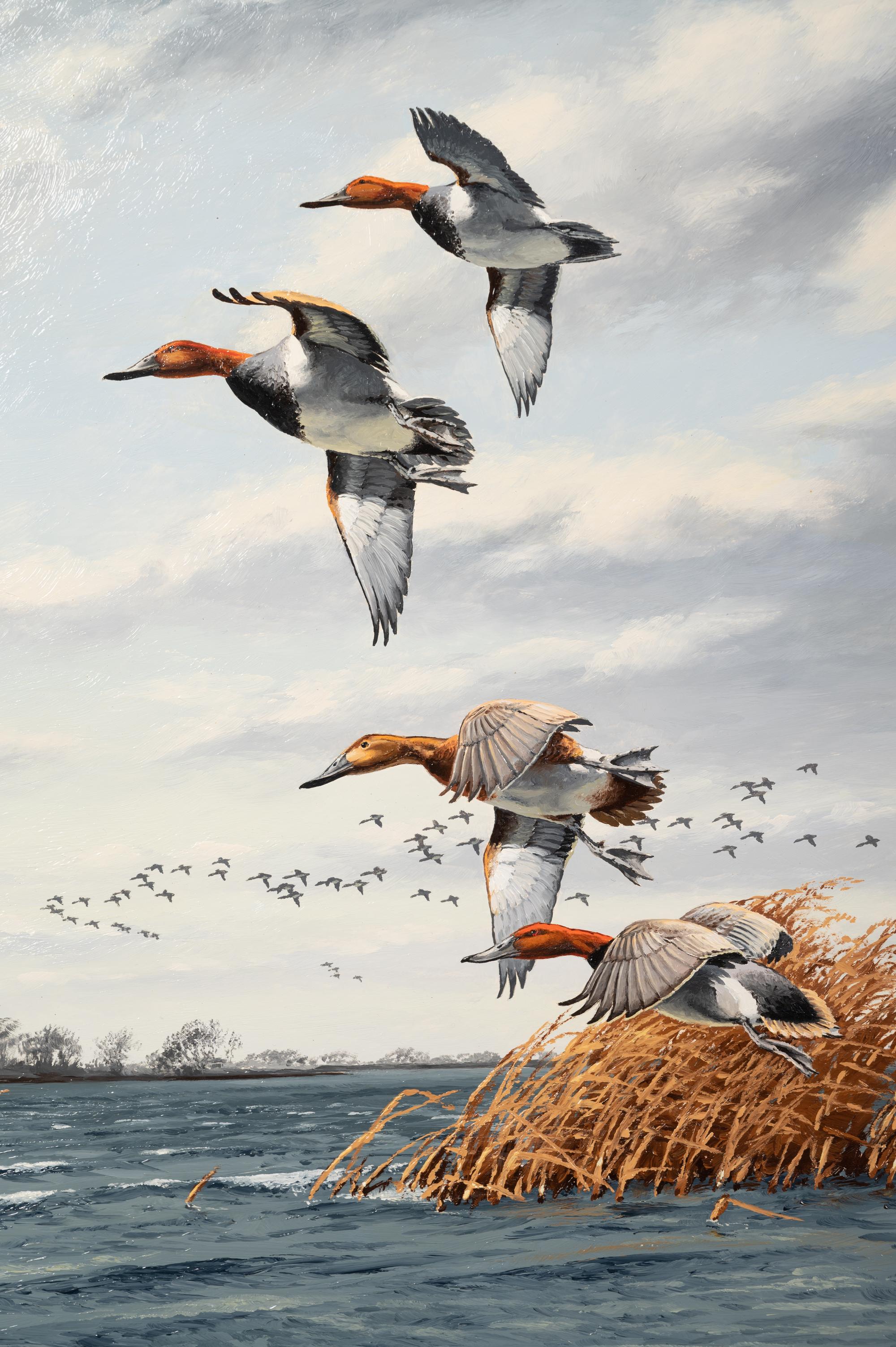 Untitled ( Redheads in Marsh)
