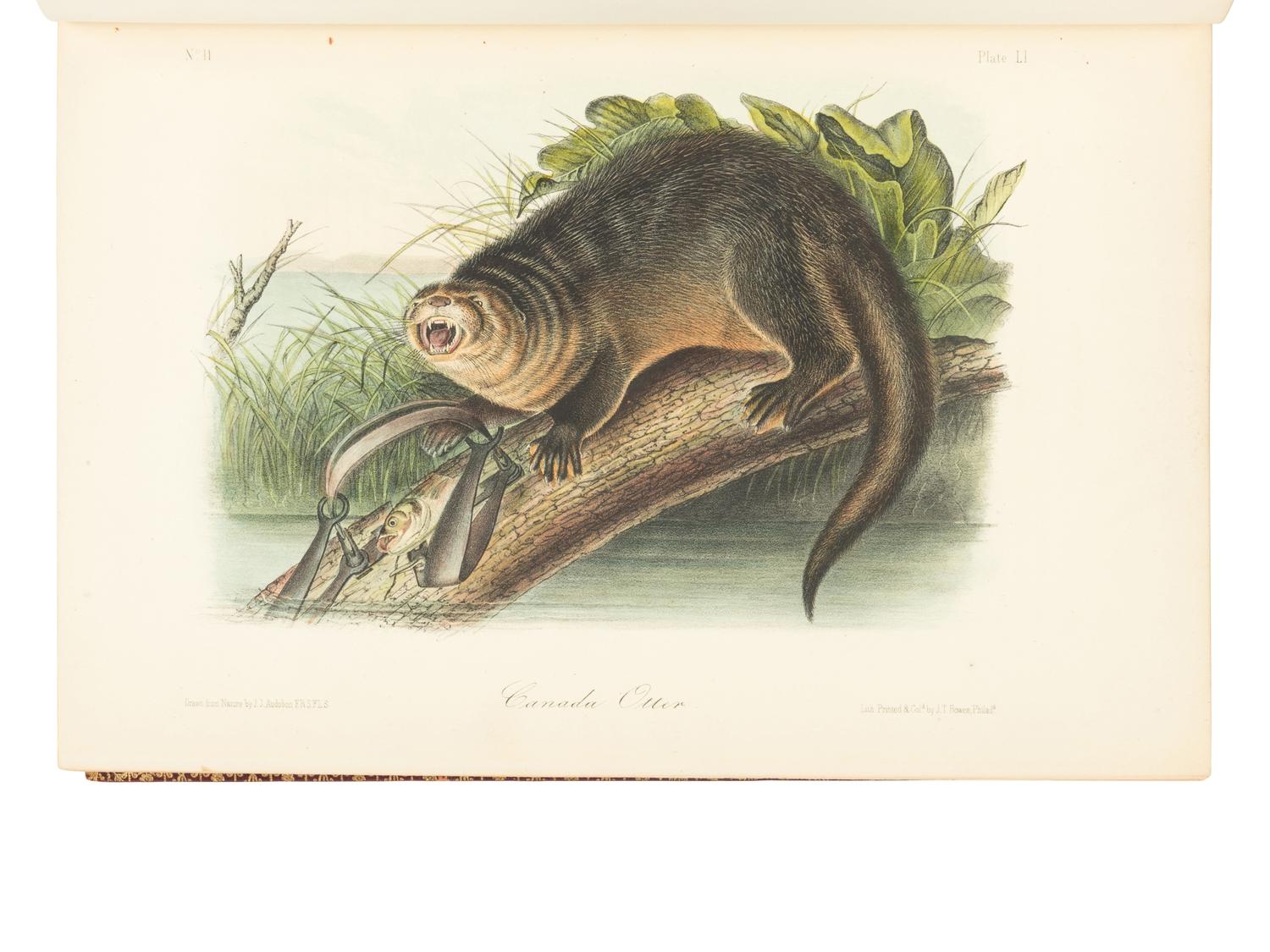 [AMERICANA]. AUDUBON, John James (1785-1851) and John BACHMAN (1790-1874). The Quadrupeds of North America . New York: V.G. Audubon, 1849.