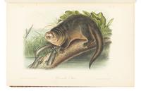 [AMERICANA]. AUDUBON, John James (1785-1851) and John BACHMAN (1790-1874). The Quadrupeds of North America . New York: V.G. Audubon, 1849.