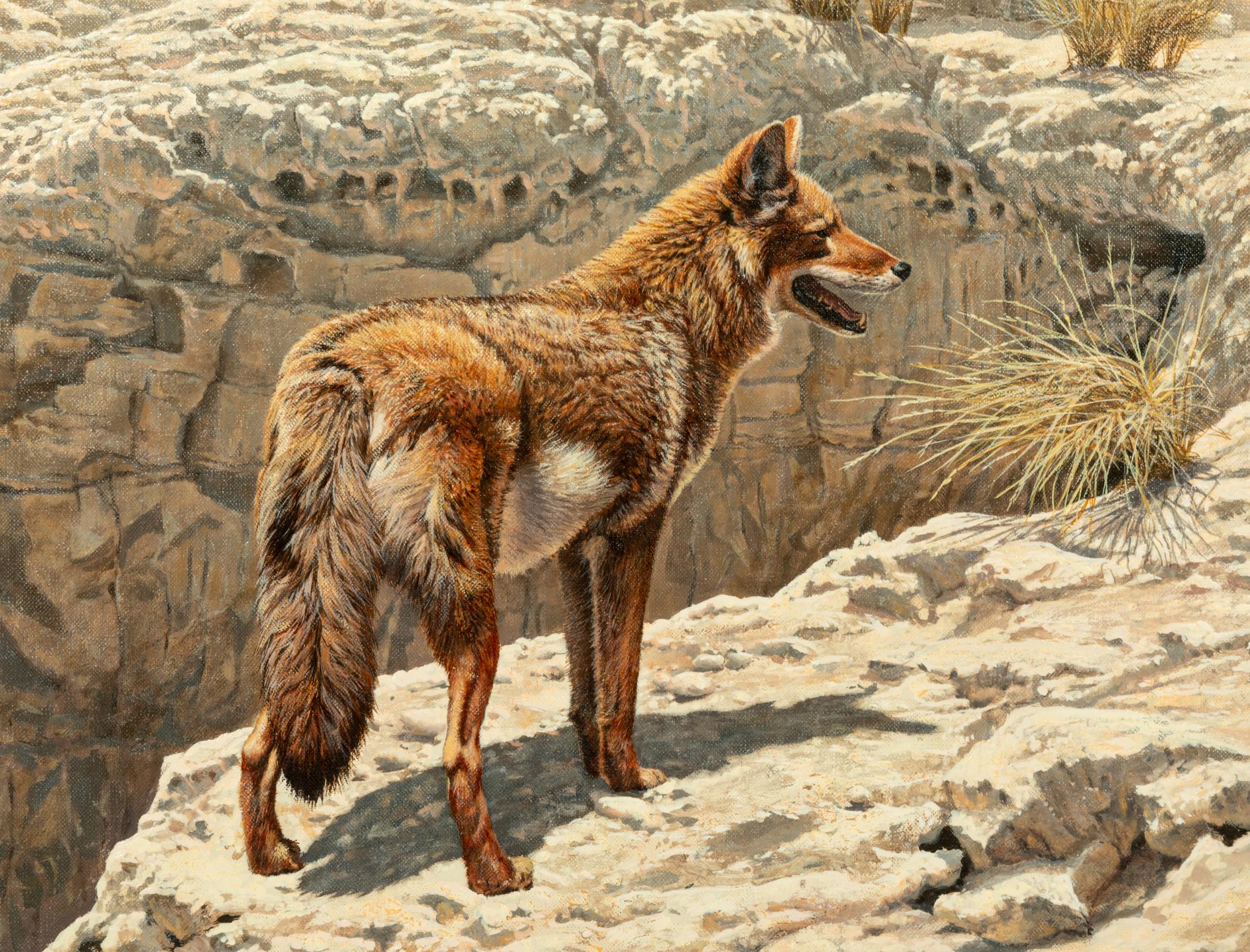 Desert Scavenger - Coyote , 1984