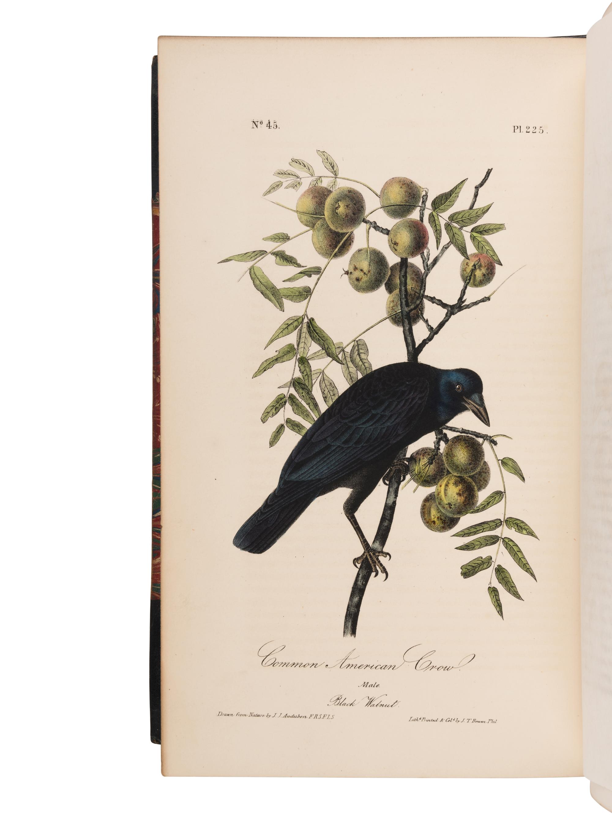 AUDUBON, John James (1785-1851). The Birds of America, from Drawings Made in the United States and their Territories. New York and Philadelphia: J.J. Audubon and J.B. Chevalier, [1839-] 1840-1844.