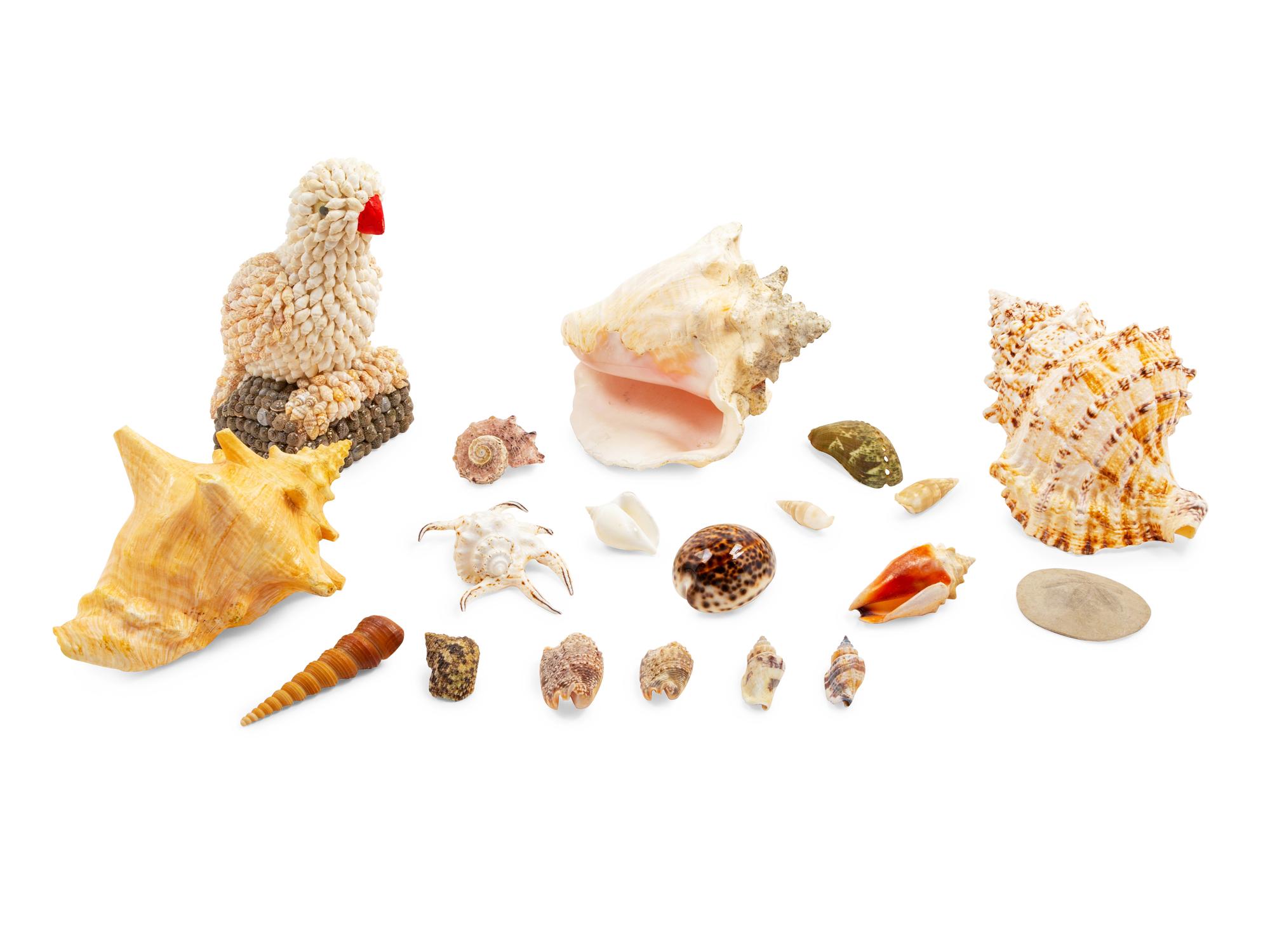 A Collection of Shells