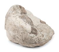 untitled, pair of lounging figures