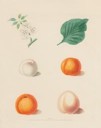 Four Hand Colored Fruit Engravings by George Brookshaw