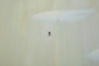 Sky with Fly