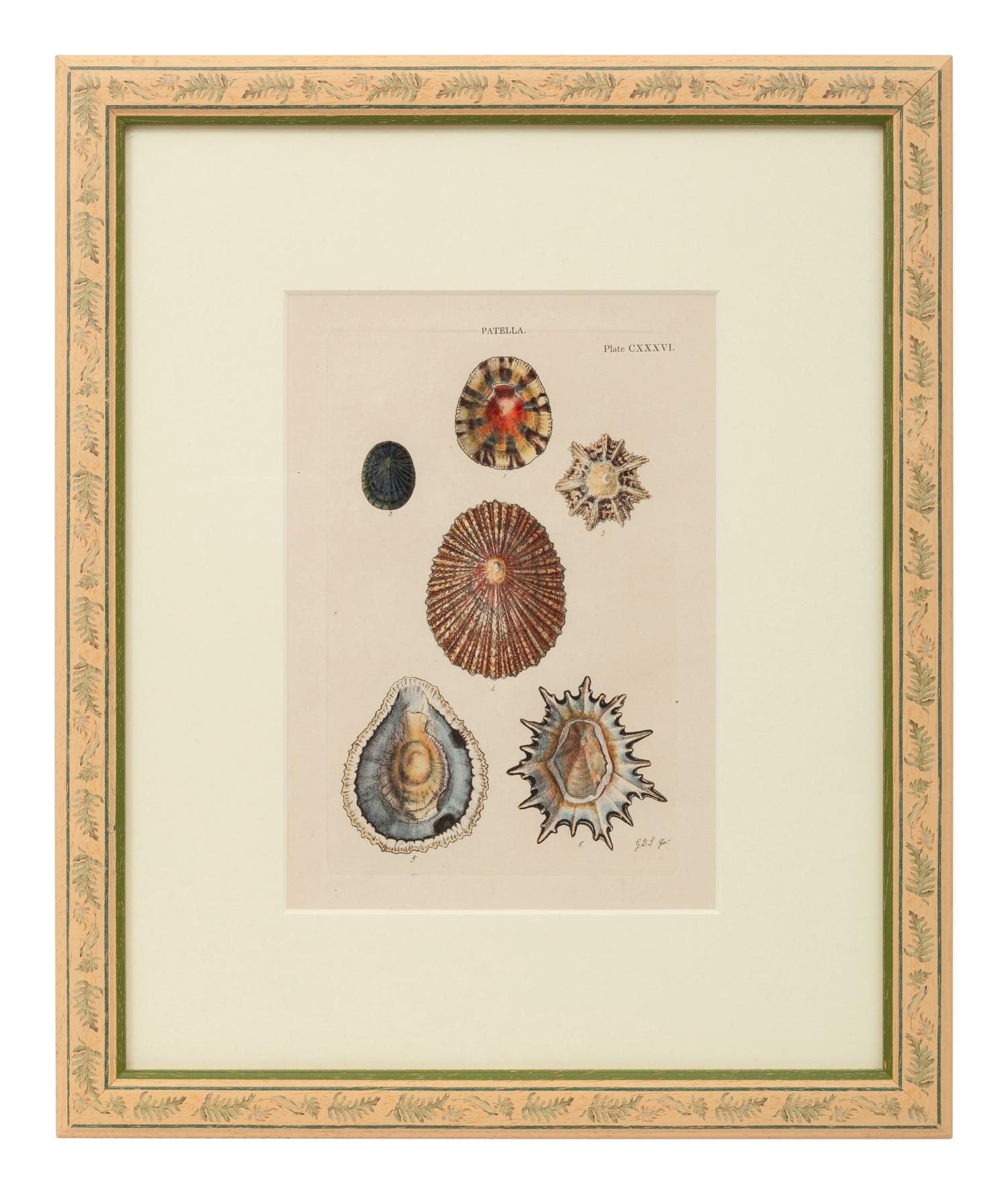 Conchologica Systematica: Eight Plates , 1841