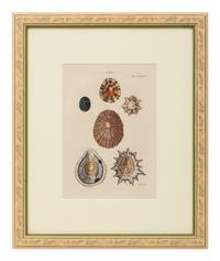 Conchologica Systematica: Eight Plates , 1841