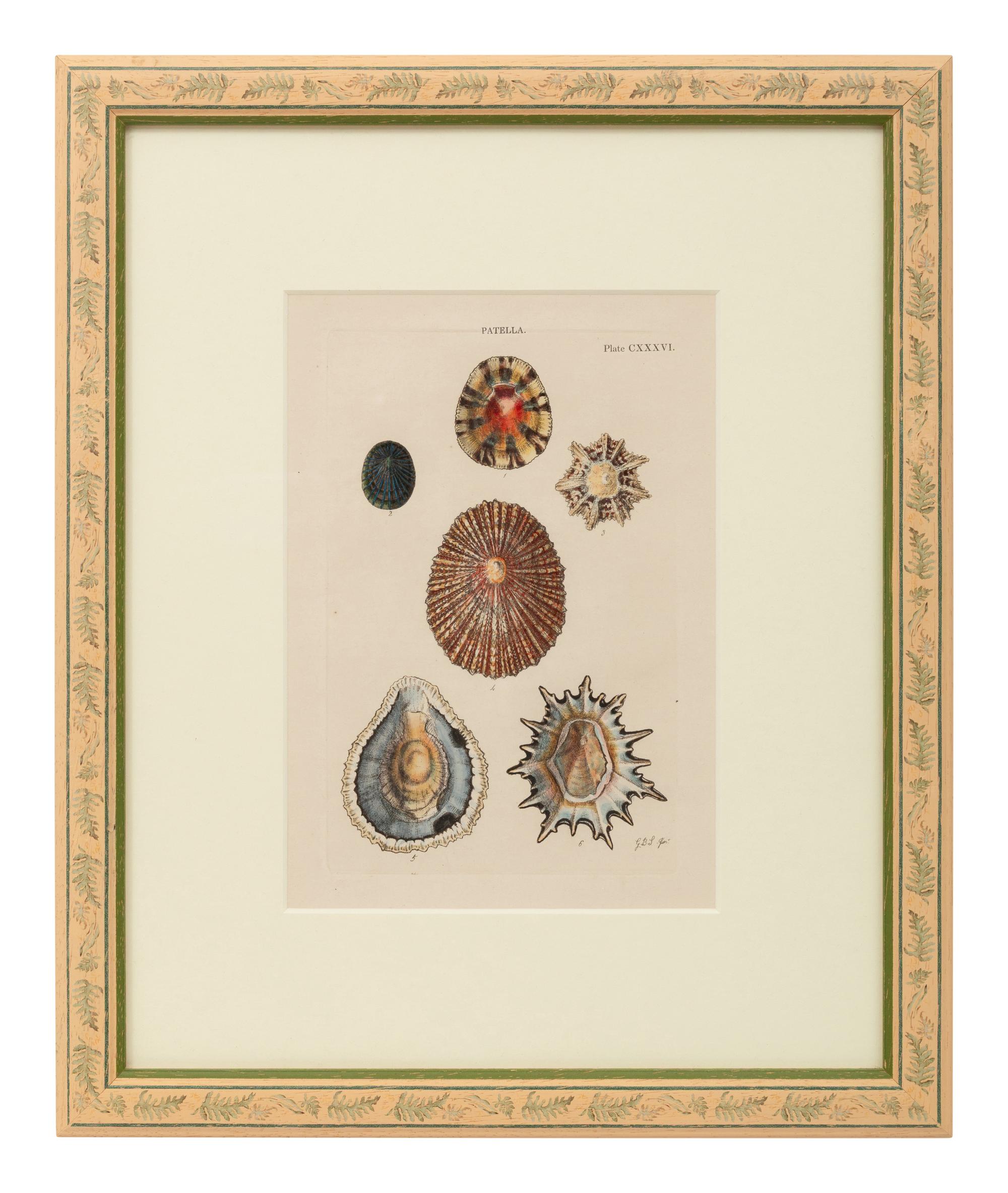 Conchologica Systematica: Eight Plates , 1841