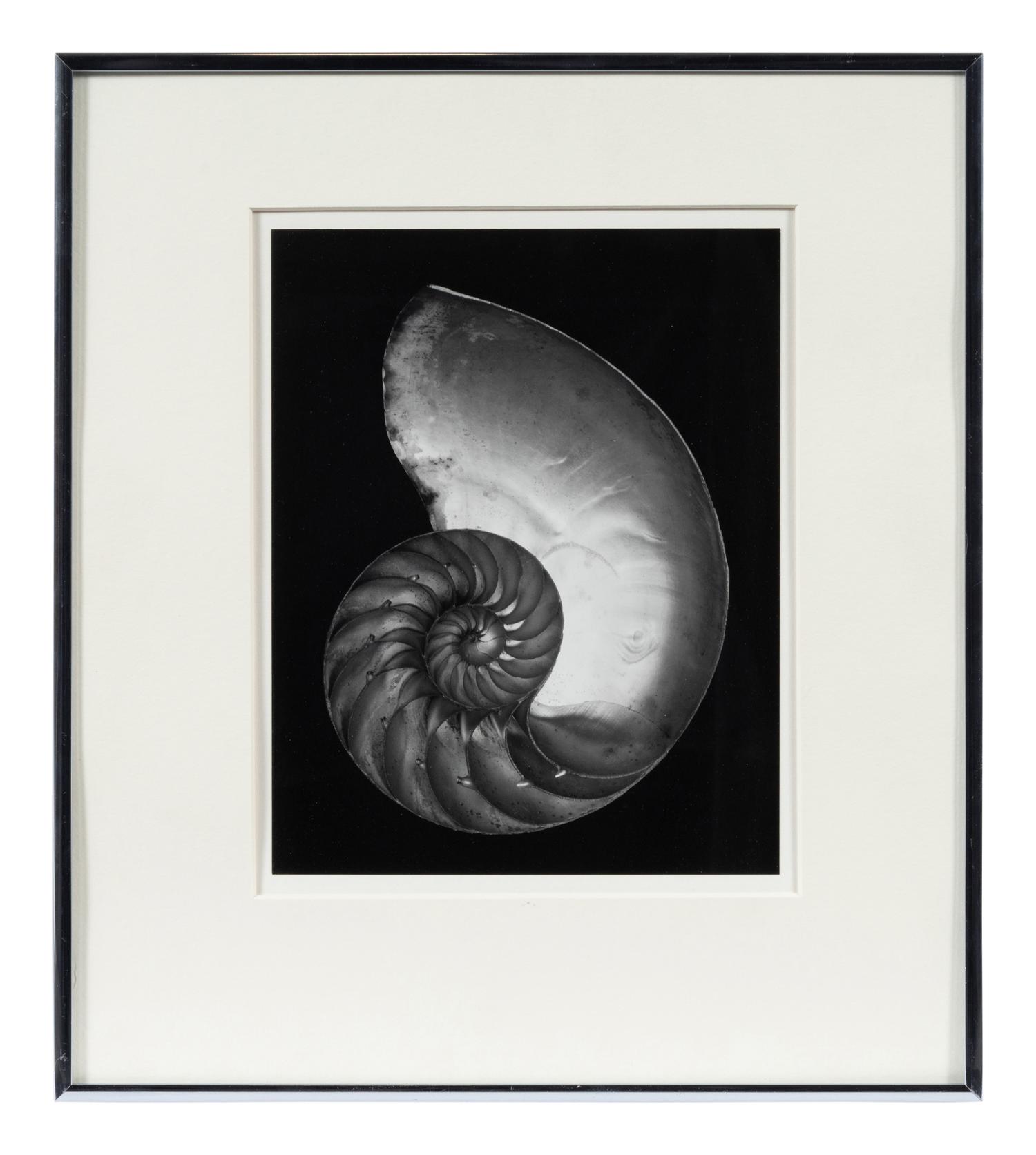 Shell , 1927; printed later by Cole Weston