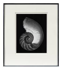 Shell , 1927; printed later by Cole Weston