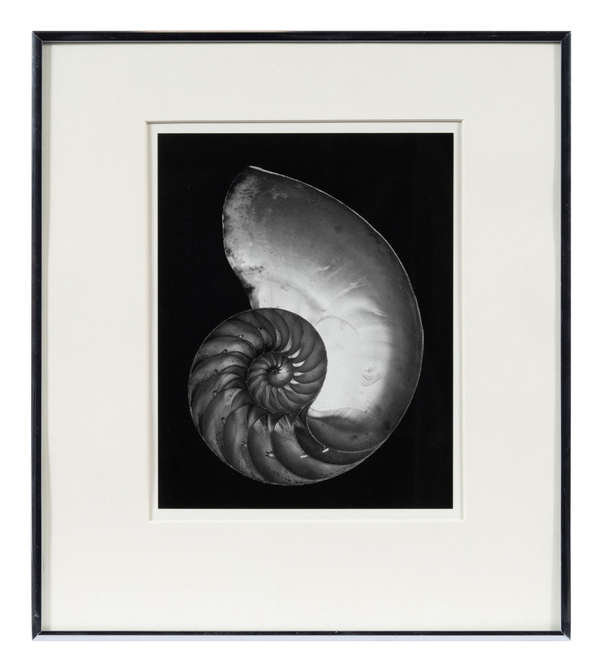 Shell , 1927; printed later by Cole Weston