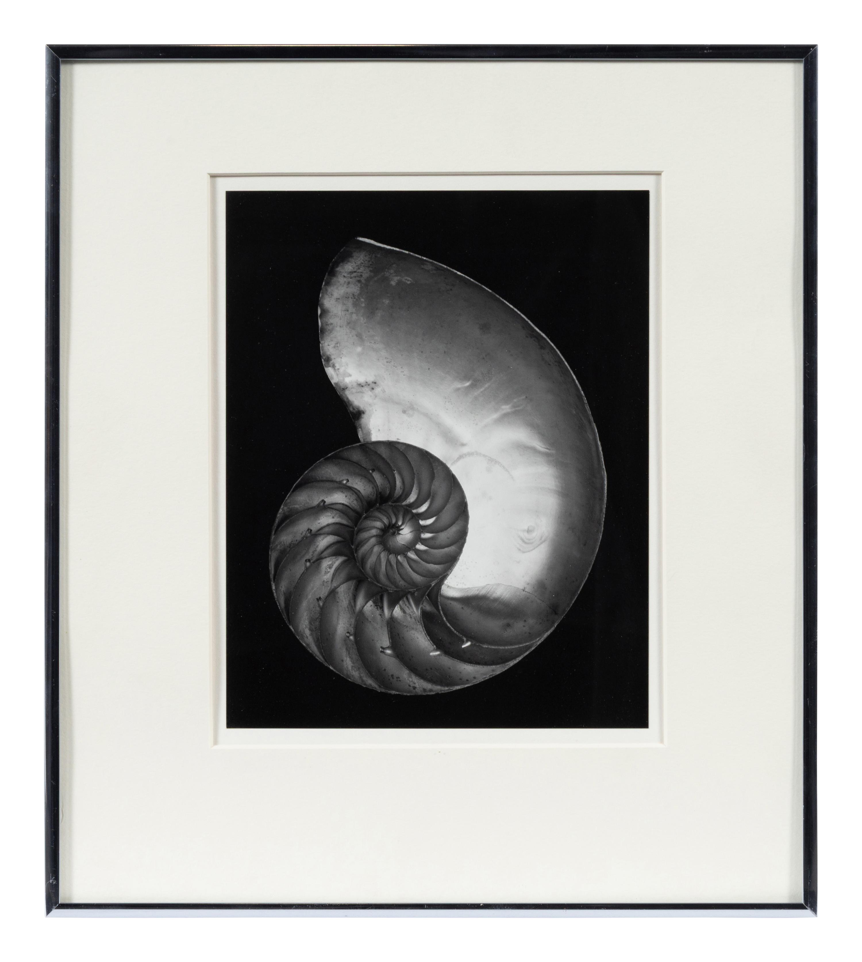 Shell , 1927; printed later by Cole Weston