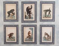 A Set of Twelve Hand-Colored Monkey Engravings — LATE 18TH/EARLY 19TH CENTURY