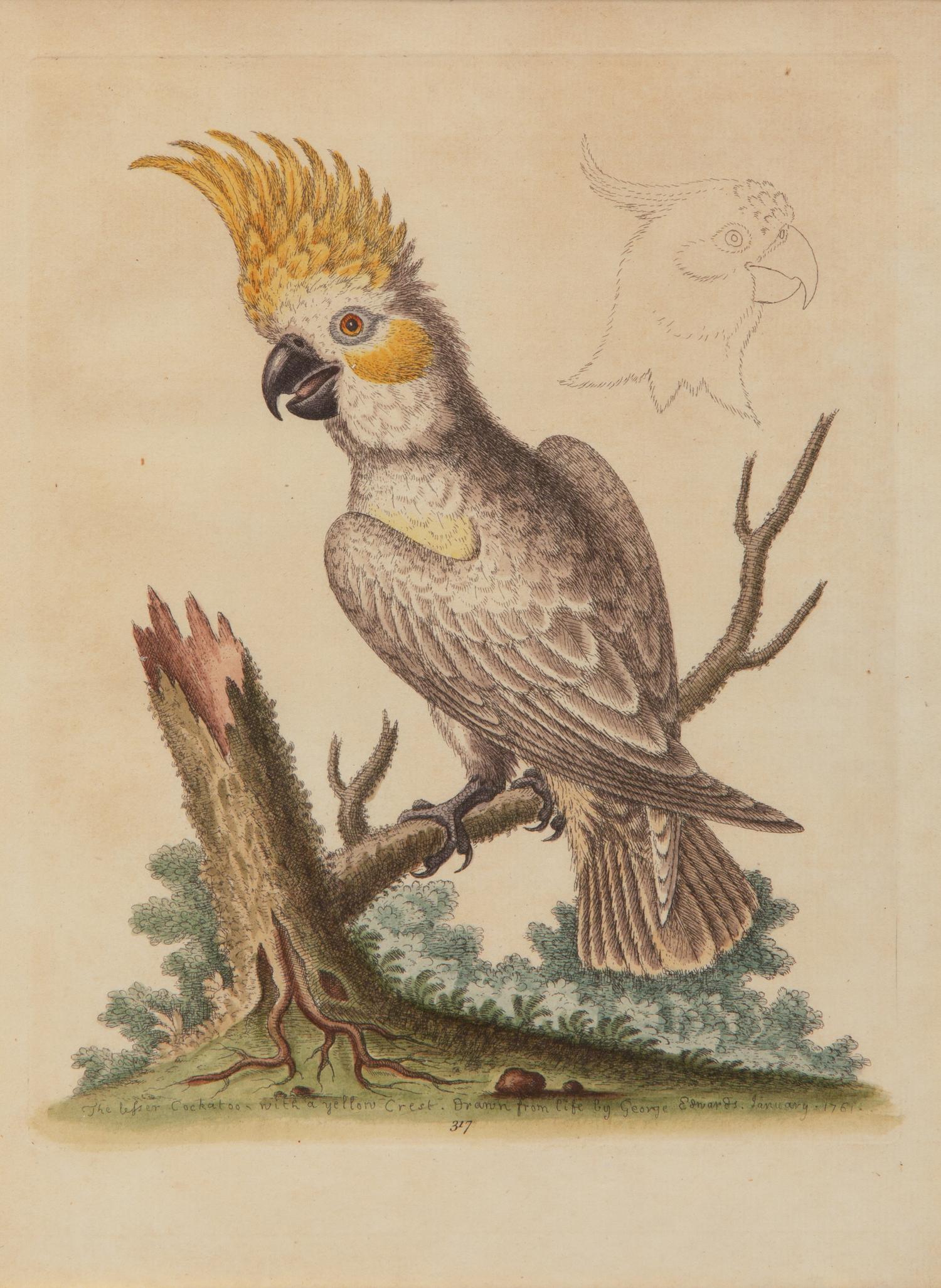 A Set of Twelve Hand-Colored Engravings of Parrots from A Natural History of Uncommon Birds by George Edwards (English, 1694-1773)