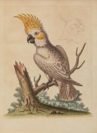 A Set of Twelve Hand-Colored Engravings of Parrots from A Natural History of Uncommon Birds by George Edwards (English, 1694-1773)