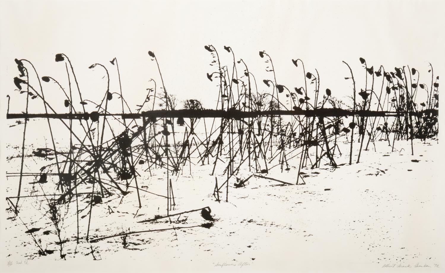 Mountain Grove, 1975 and Sunflowers After, 1972