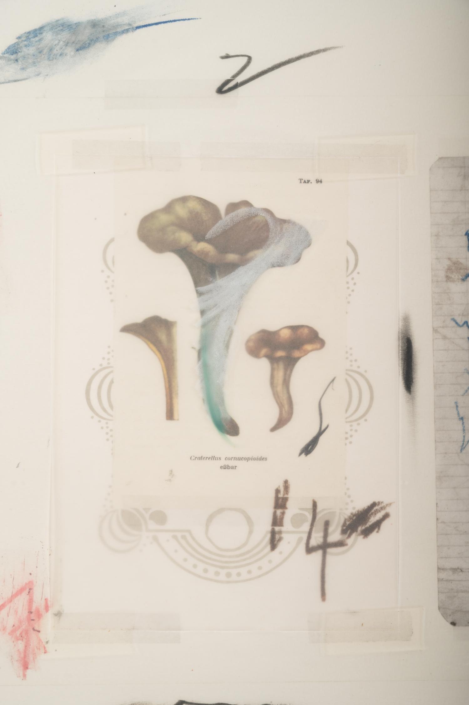 Natural History Part I, Mushrooms: Plate VI