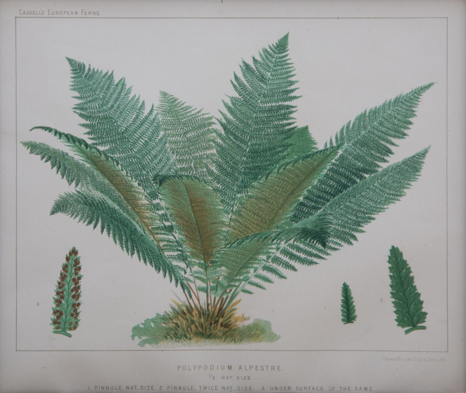A Collection of Six Chromolithographs Largest 11 1/2 x 9 1/4 inches.